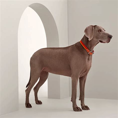 collier petra hermes|hermes collier dog collar.